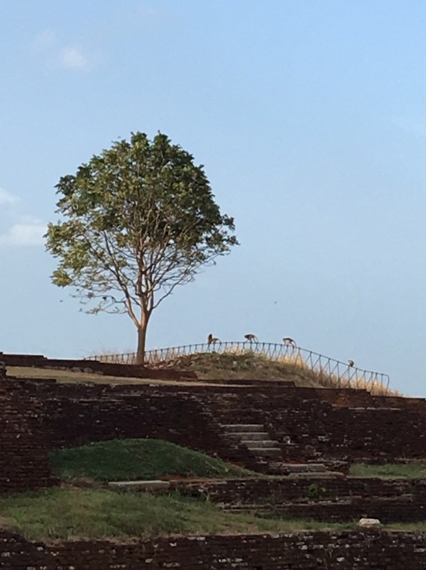 Sigiriya Monkey Fence